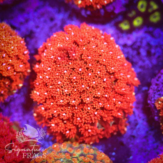 Bright Orange Lash Dwarf Goni