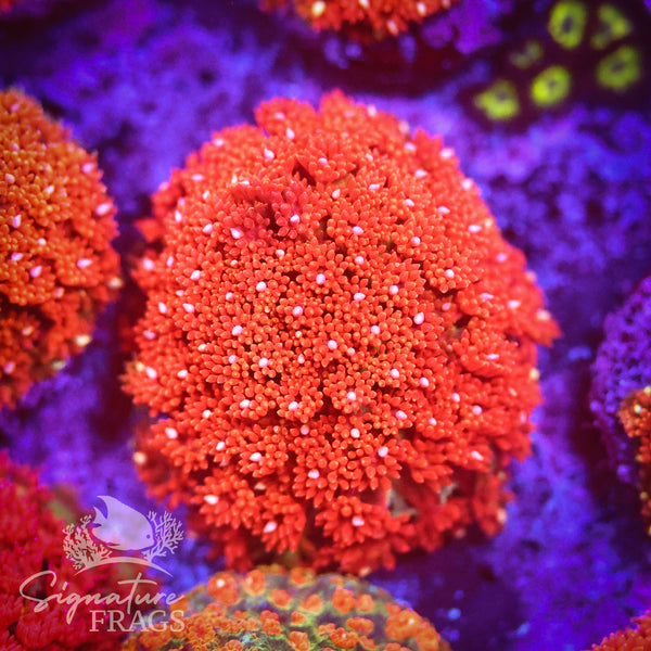Bright Orange Lash Dwarf Goni