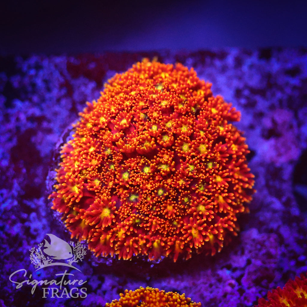 Rainbow Dwarf Goni