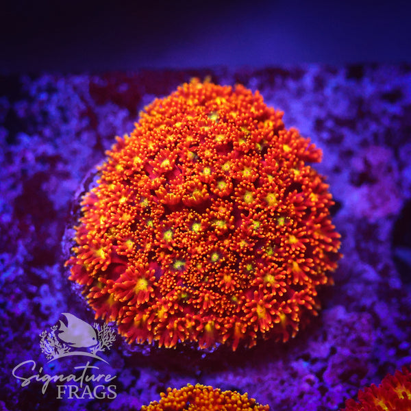 Rainbow Dwarf Goni