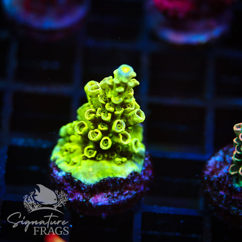 Lime Green Rainbow