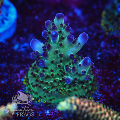 Frostbite Granulosa