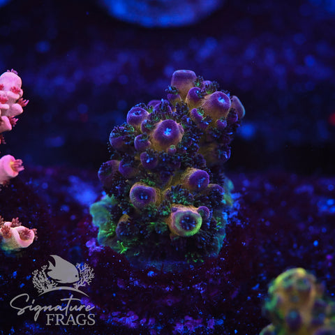 Rainbow Humilis