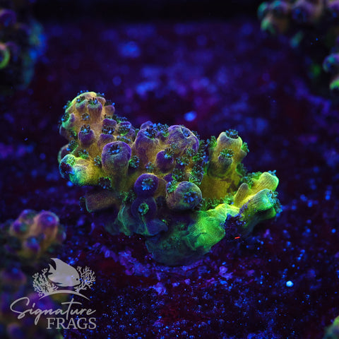 Rainbow Humilis