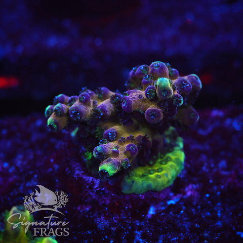 Rainbow Humilis