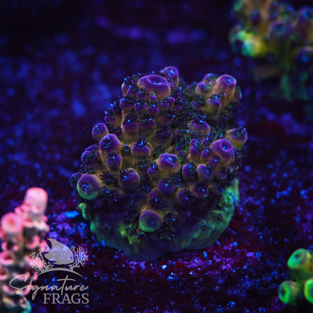 Rainbow Humilis