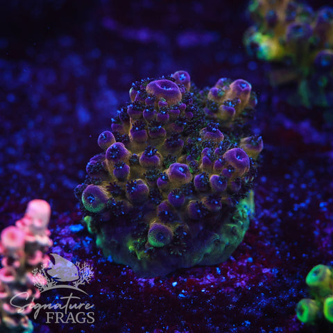Rainbow Humilis