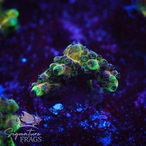 Rainbow Humilis