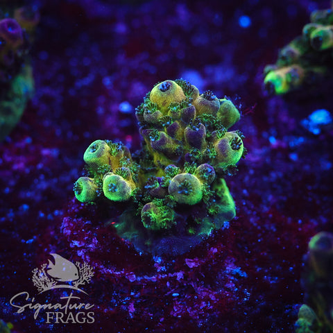 Rainbow Humilis