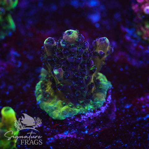 Rainbow Humilis