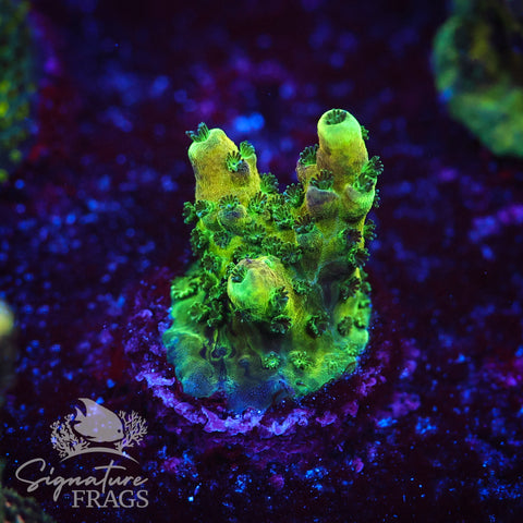 Rainbow Humilis
