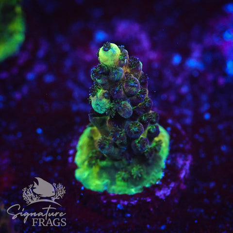 Rainbow Humilis