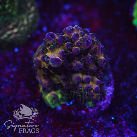 Rainbow Humilis