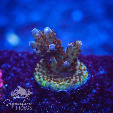 Venom Granulosa