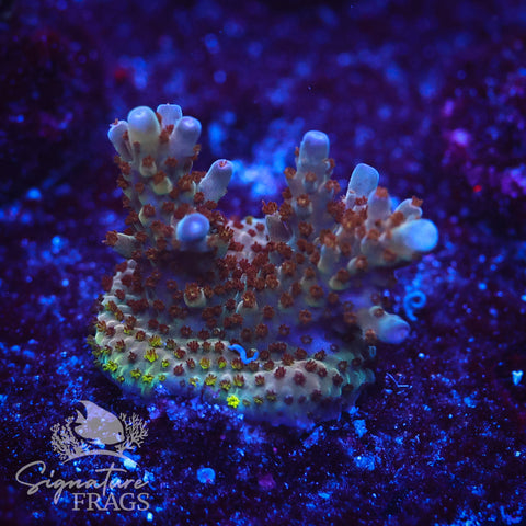 Venom Granulosa