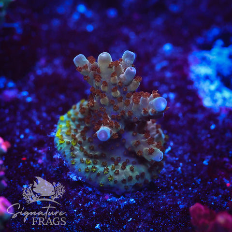 Venom Granulosa