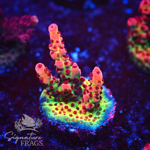 CB Malificent Acro