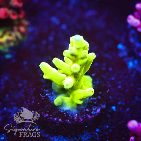 Green Turaki