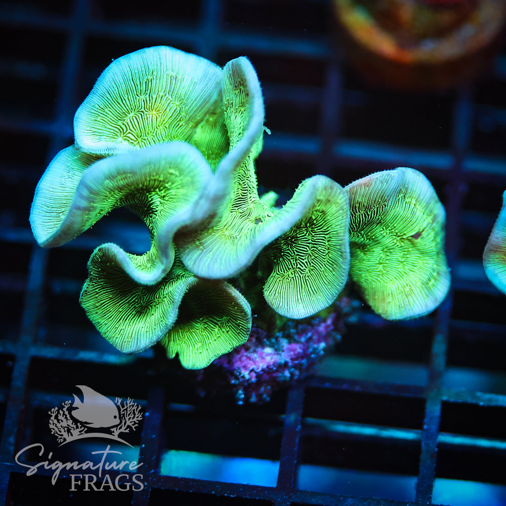 Green Pavona Cactus