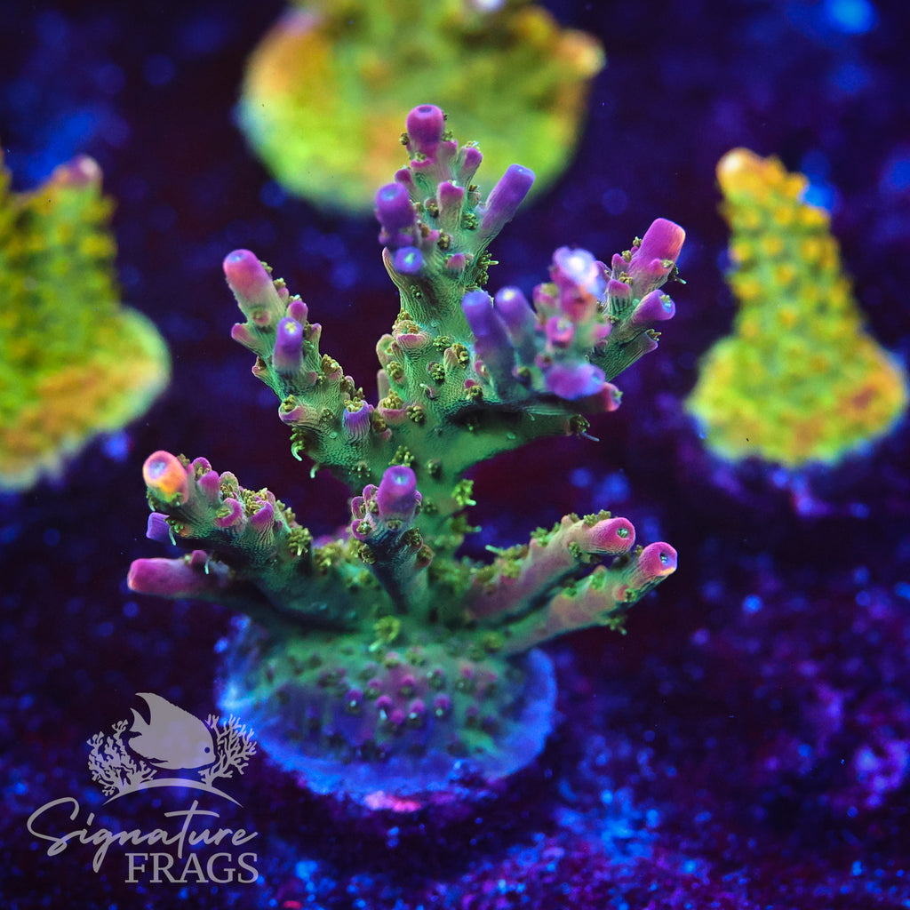 Rainbow Cytheria