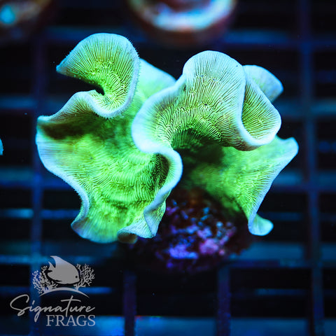 Green Pavona Cactus