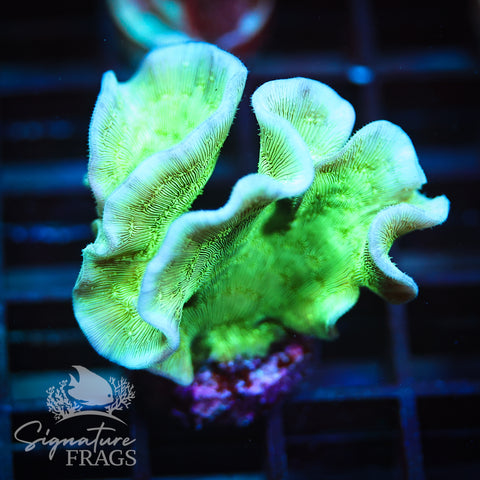 Green Pavona Cactus