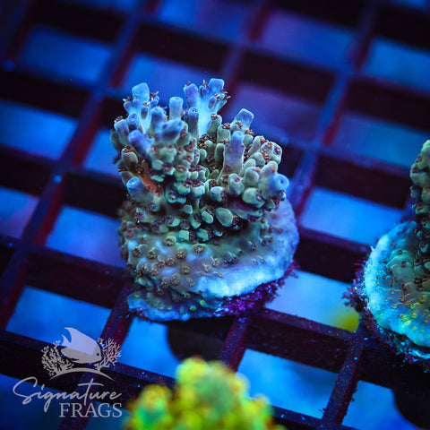 Blue Nasuta