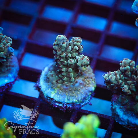 Blue Nasuta
