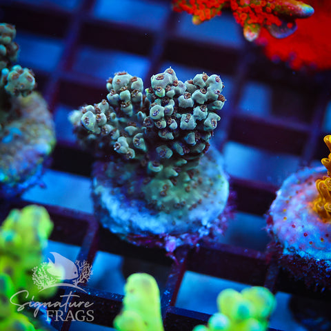 Blue Nasuta