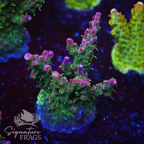 Rainbow Cytheria