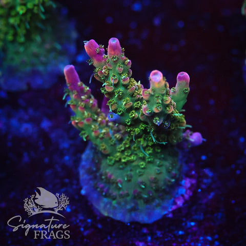 Rainbow Cytheria