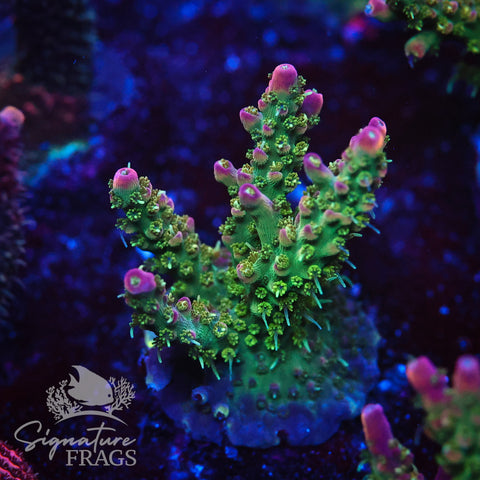 Rainbow Cytheria