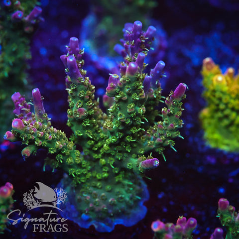 Rainbow Cytheria
