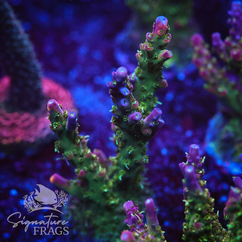 Rainbow Cytheria