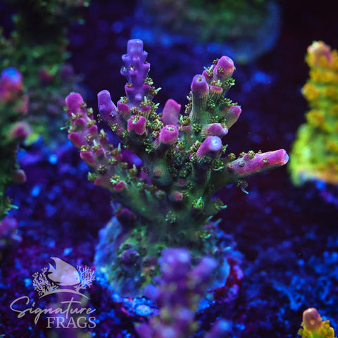 Rainbow Cytheria