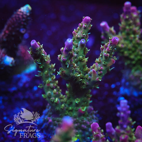 Rainbow Cytheria