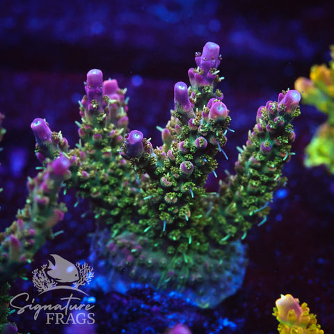 Rainbow Cytheria