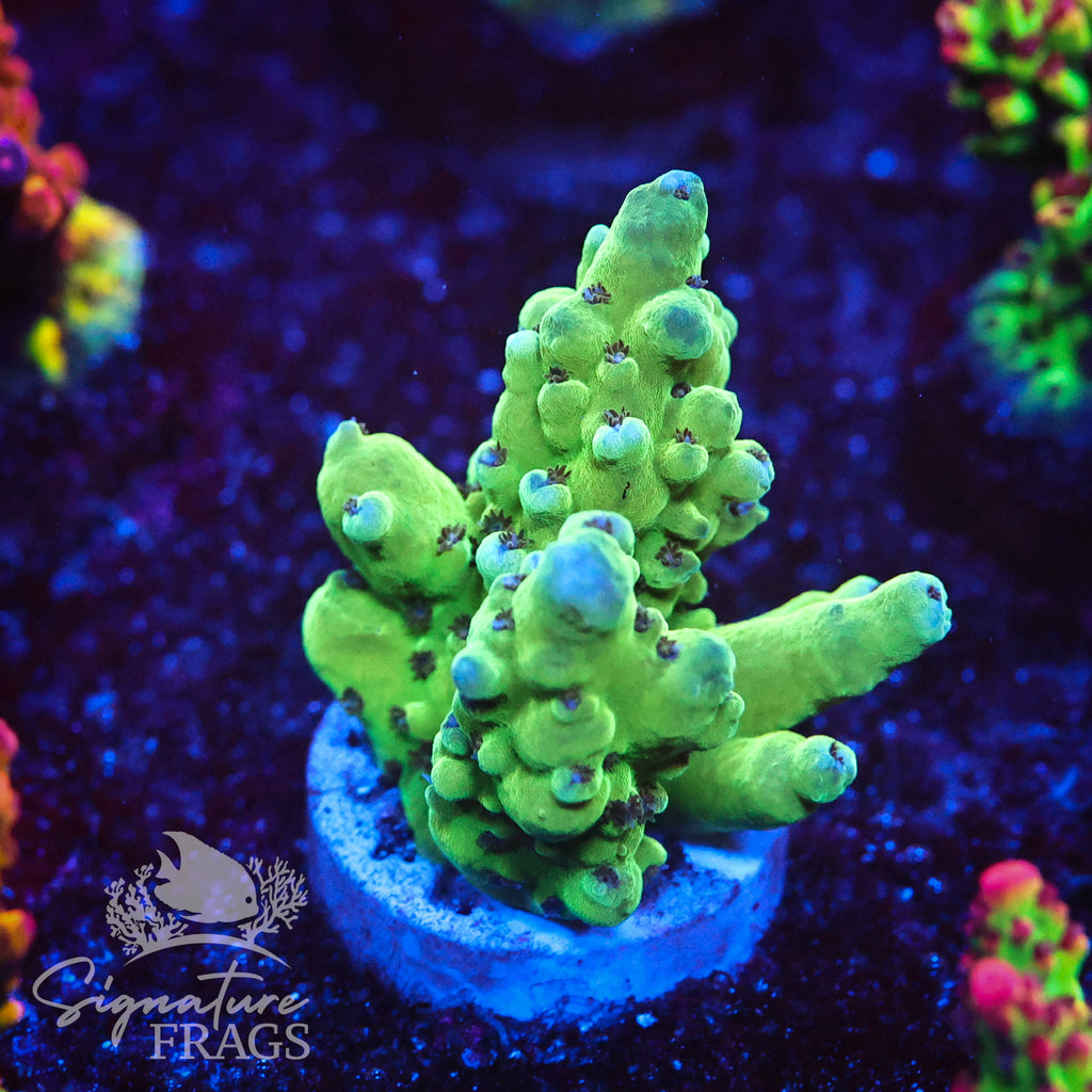 Blueberry Granulosa