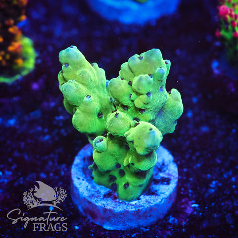 Blueberry Granulosa