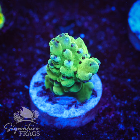 Blueberry Granulosa