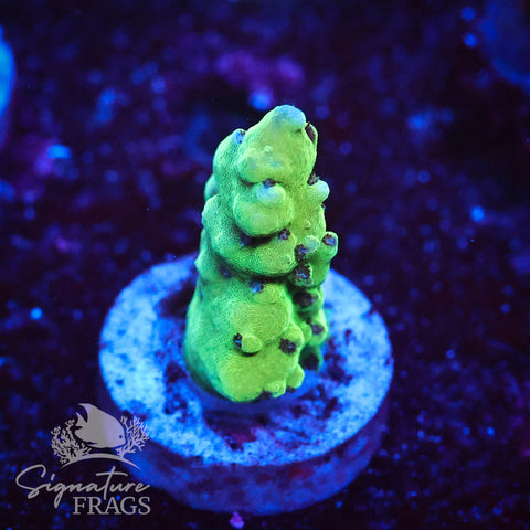 Blueberry Granulosa