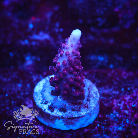 Ripley Purple Stag