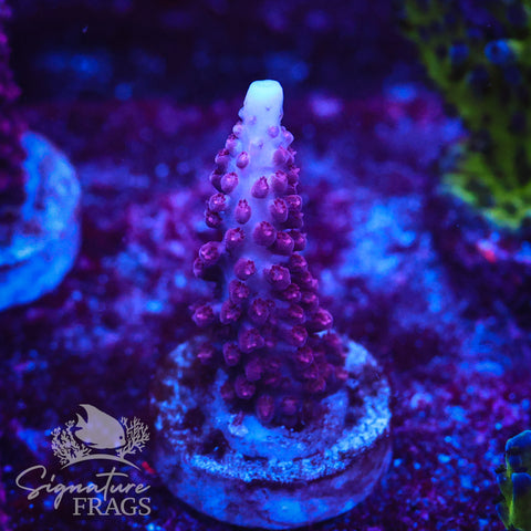 Ripley Purple Stag