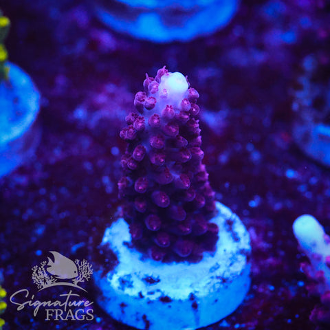 Ripley Purple Stag