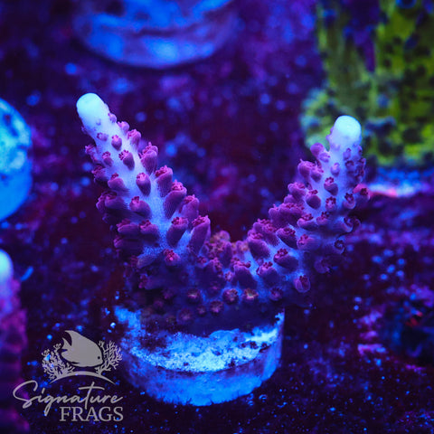 Ripley Purple Stag