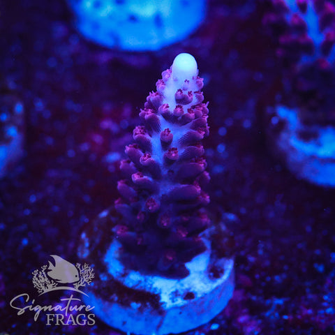 Ripley Purple Stag