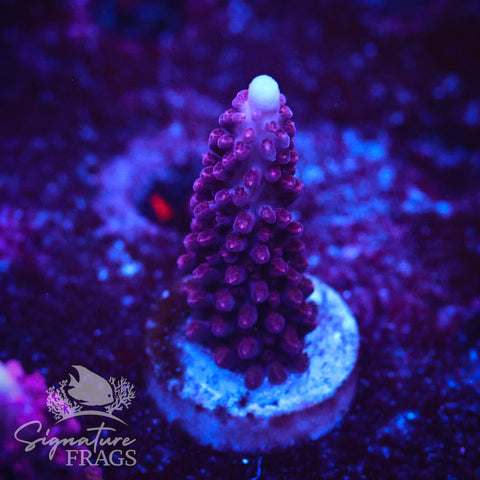 Ripley Purple Stag