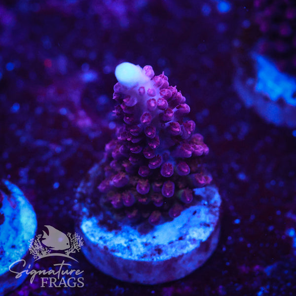 Ripley Purple Stag