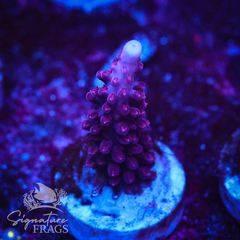 Ripley Purple Stag