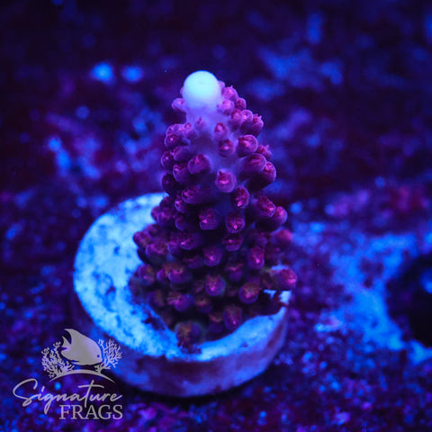 Ripley Purple Stag